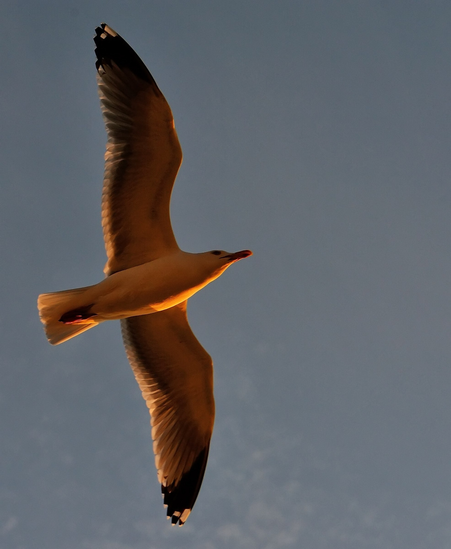 Der Abendflieger