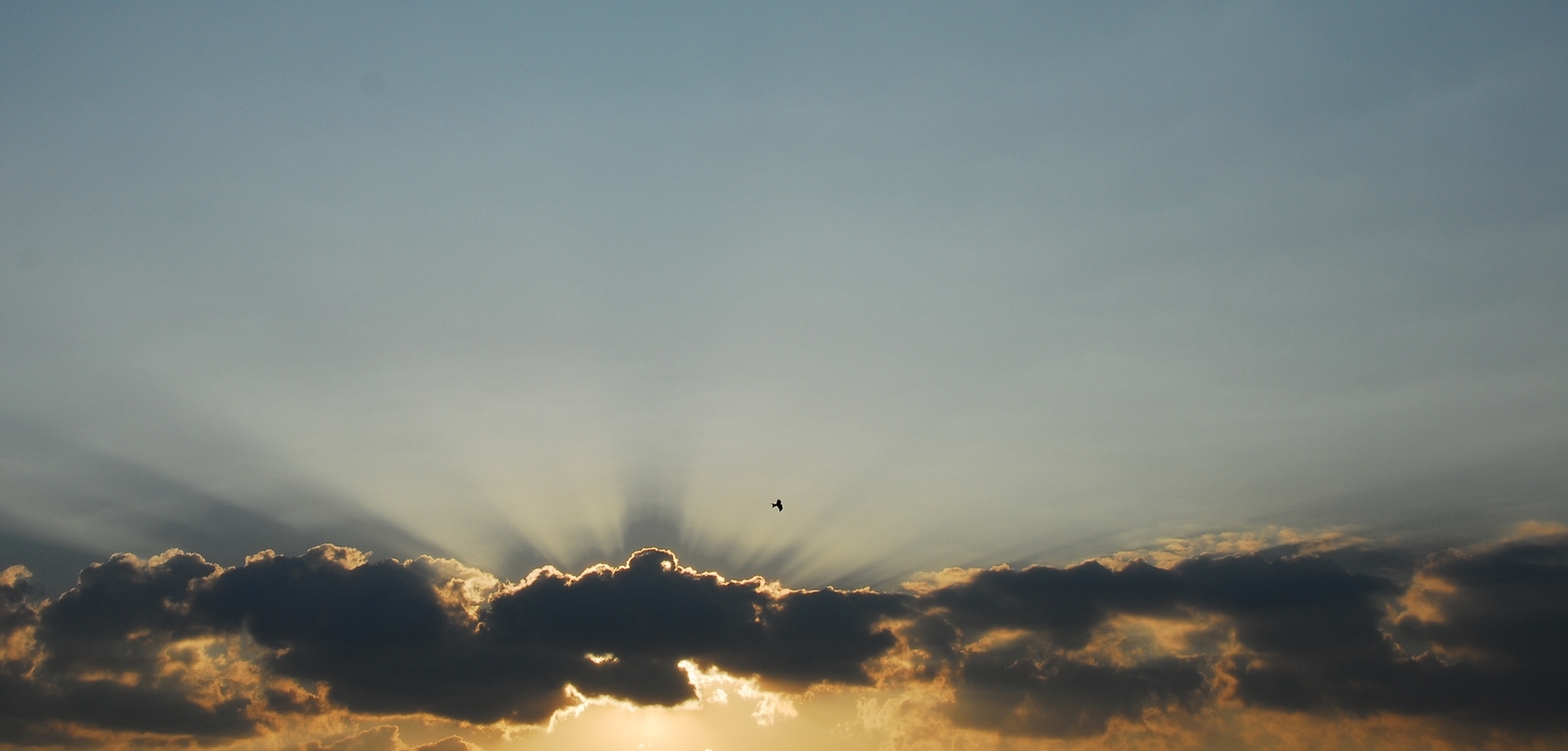 Der Abendflug des Milan