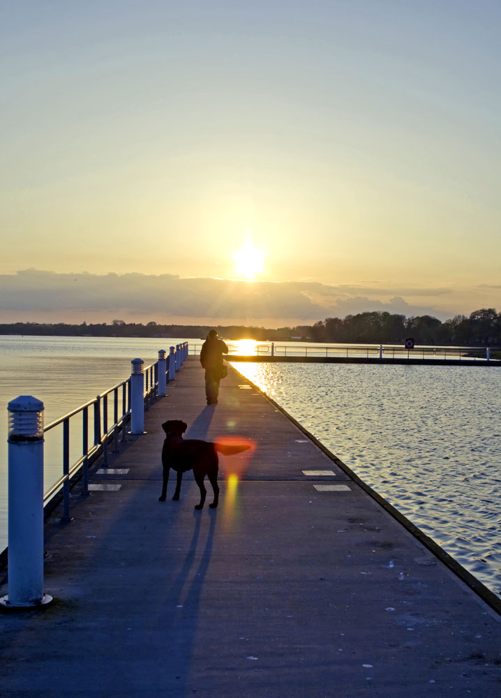 Der Abendhund