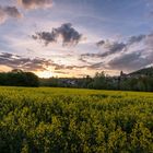 Der abendliche Blick über das Rapsfeld