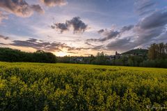 Der abendliche Blick über das Rapsfeld