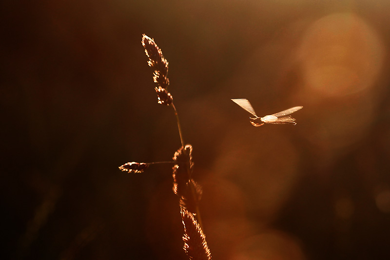 der abendliche Flug im Gegenlicht