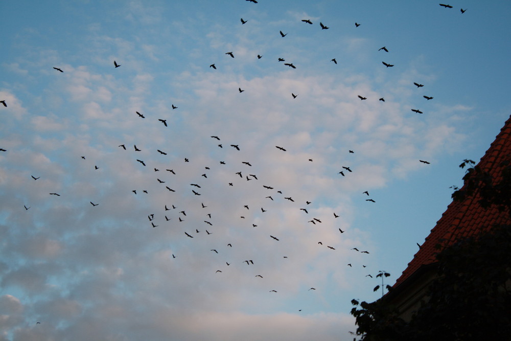 Der abendliche Rundflug