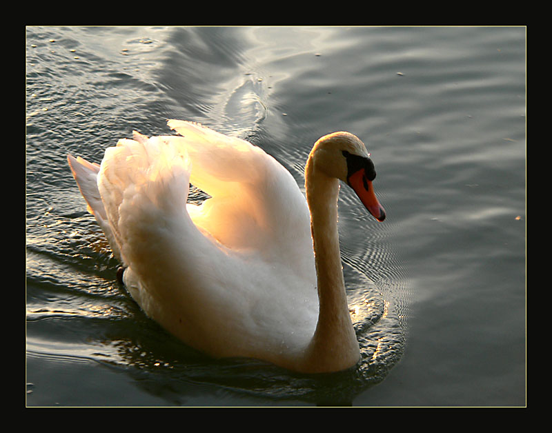 "Der Abendlicht-Schwan..."