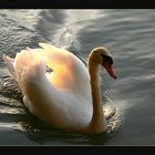 "Der Abendlicht-Schwan..."