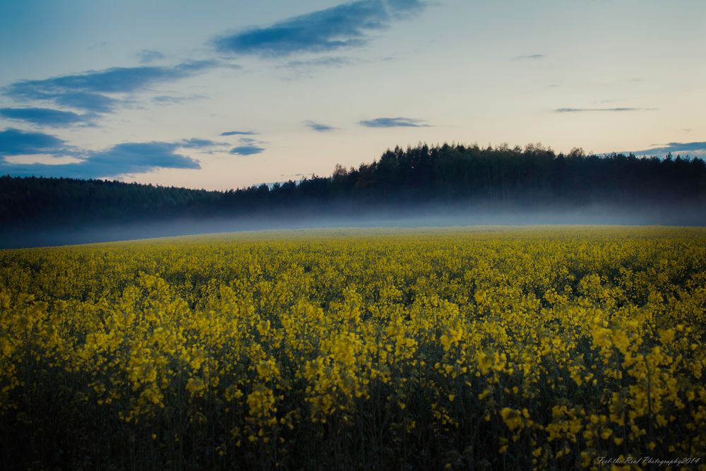 Der Abendnebel