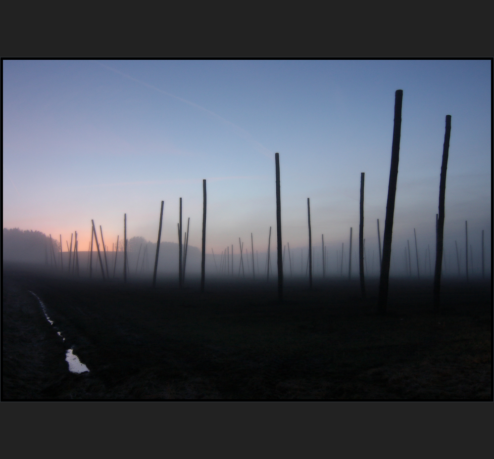 Der Abendnebel durchs Labyrinth der Stangen schleicht Foto & Bild