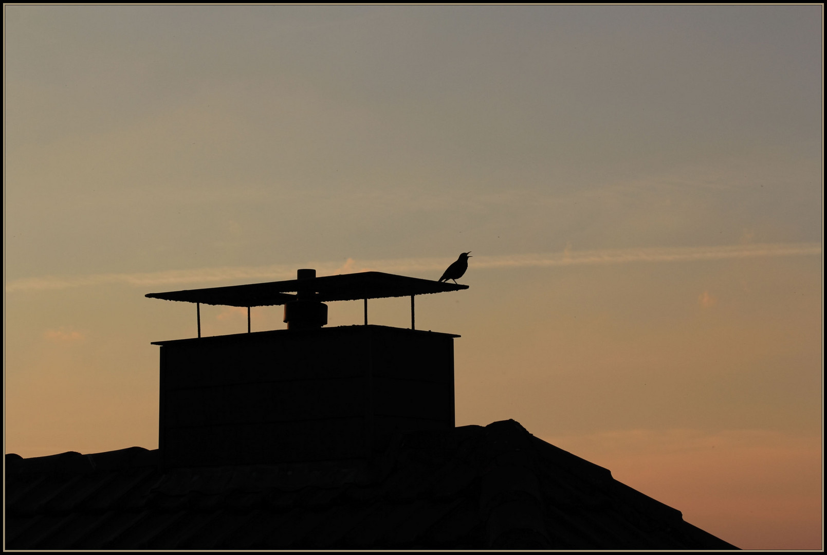 der Abendruf der Amsel