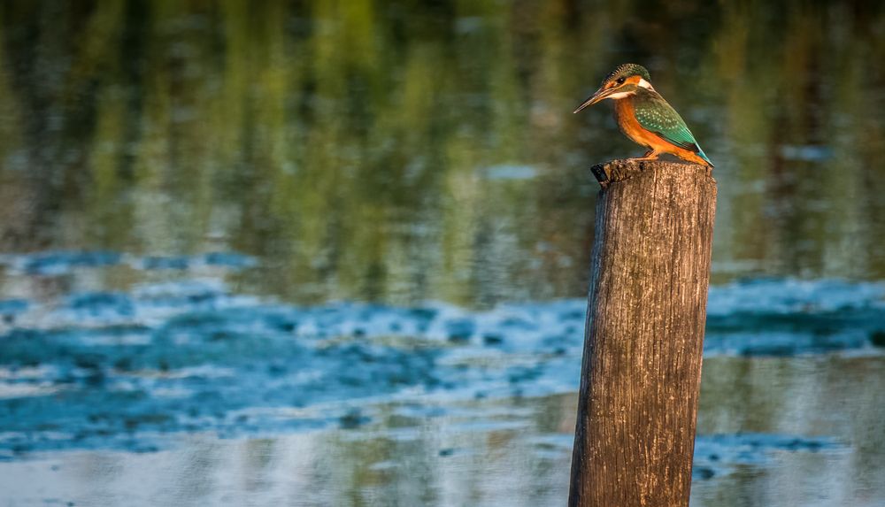 "DER ABENDSFISCHER"