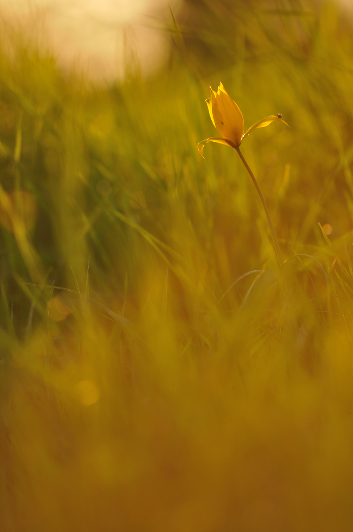 Der Abendsonne entgegenstrecken