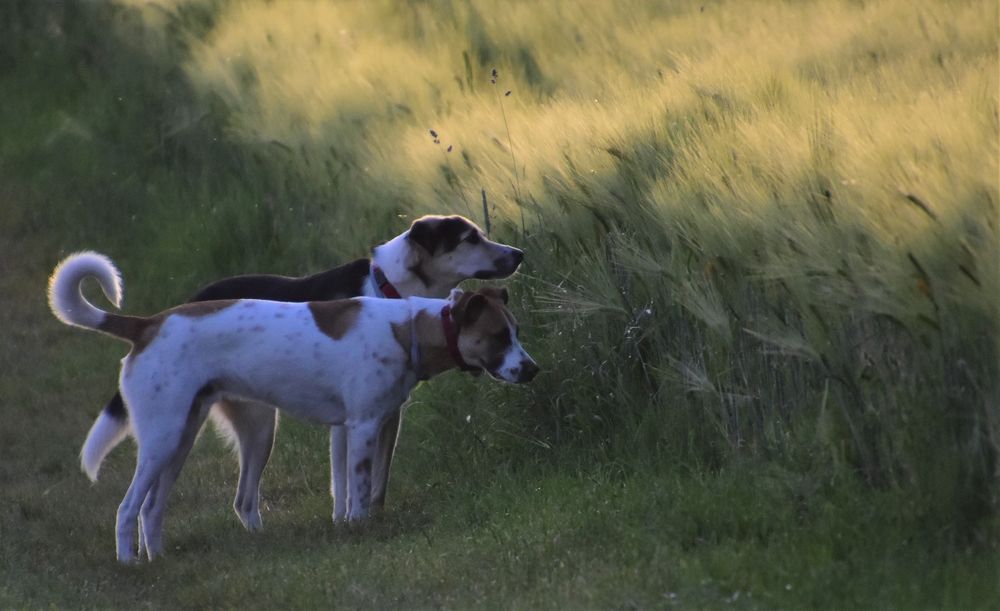 Der Abendspaziergang 