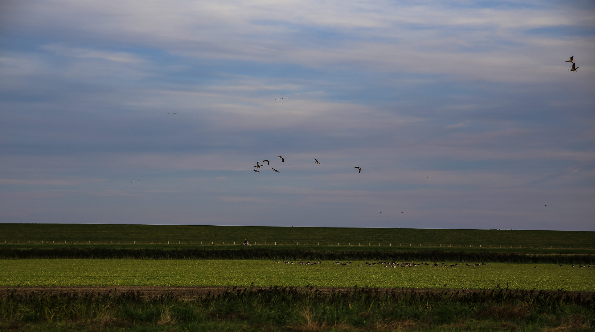 Der Abendspaziergang mit....