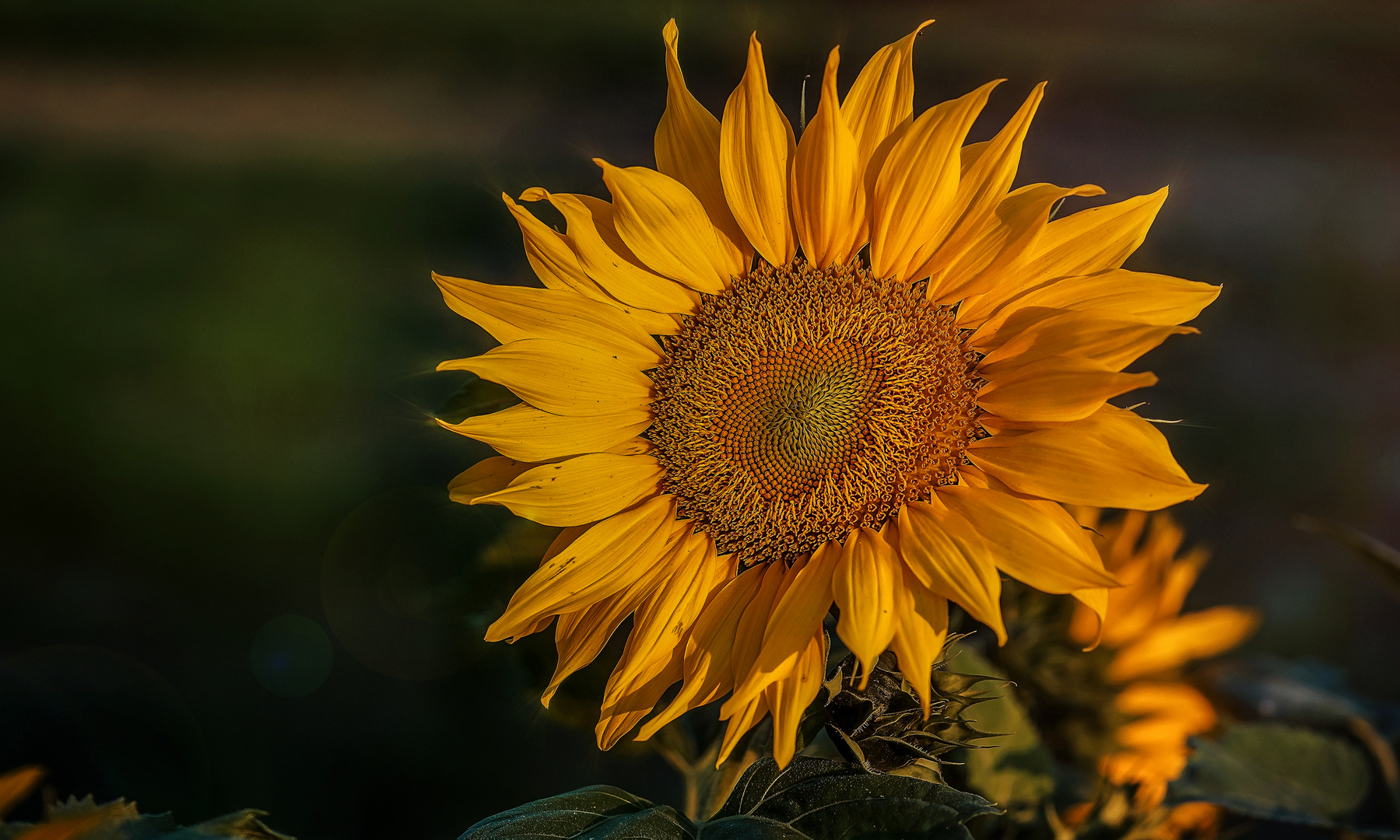 Der Abendtanz einer Sonnenblume...