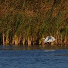 der Abflieger