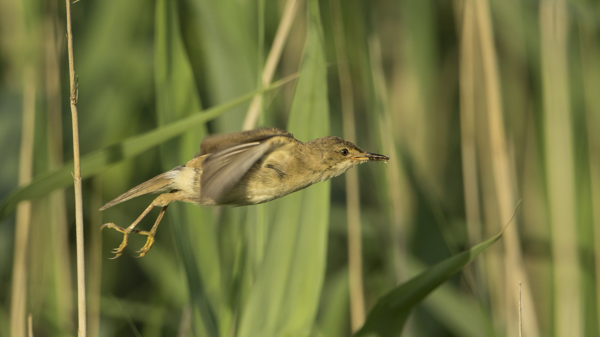 Der Abflug 