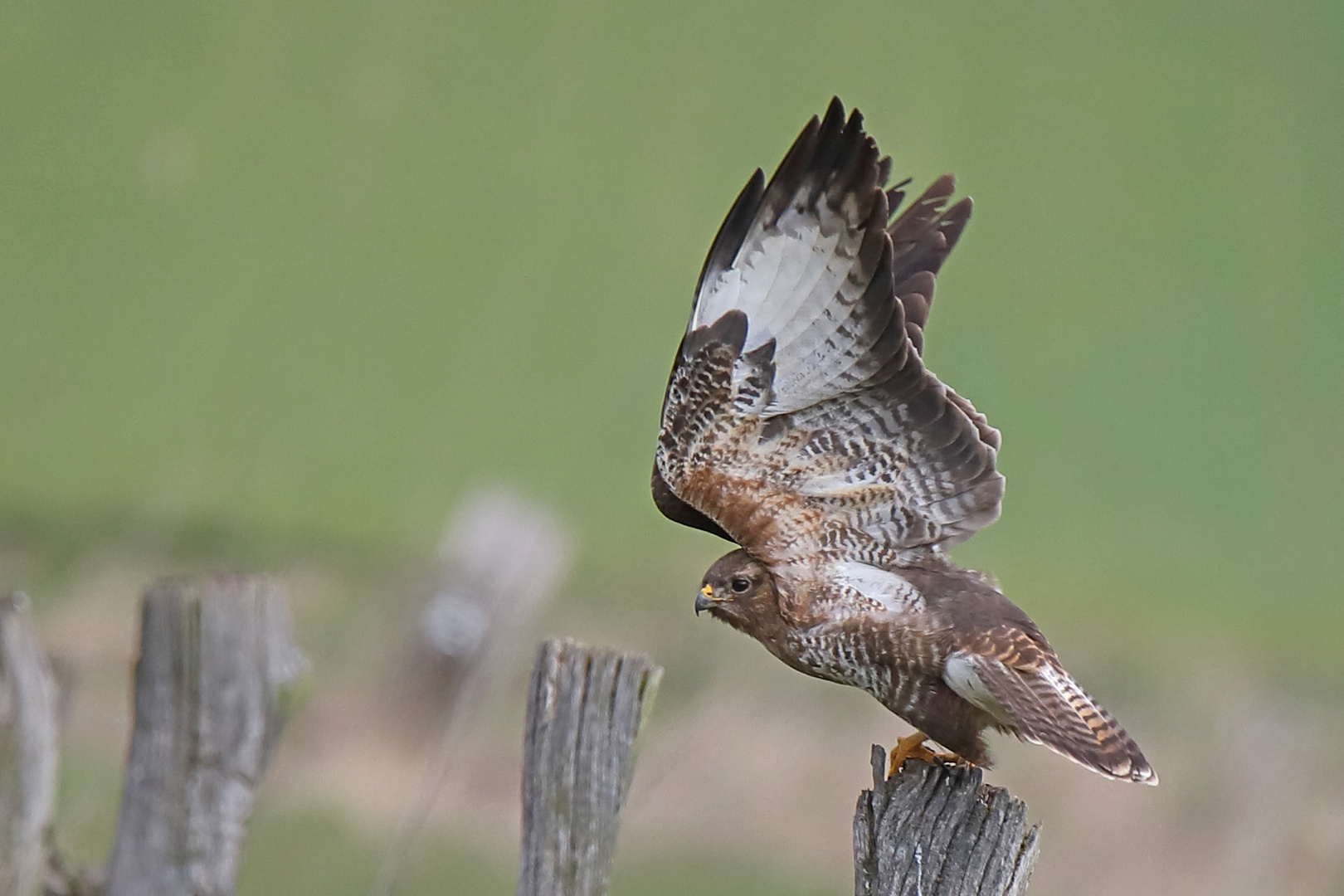 Der Abflug des Bussards