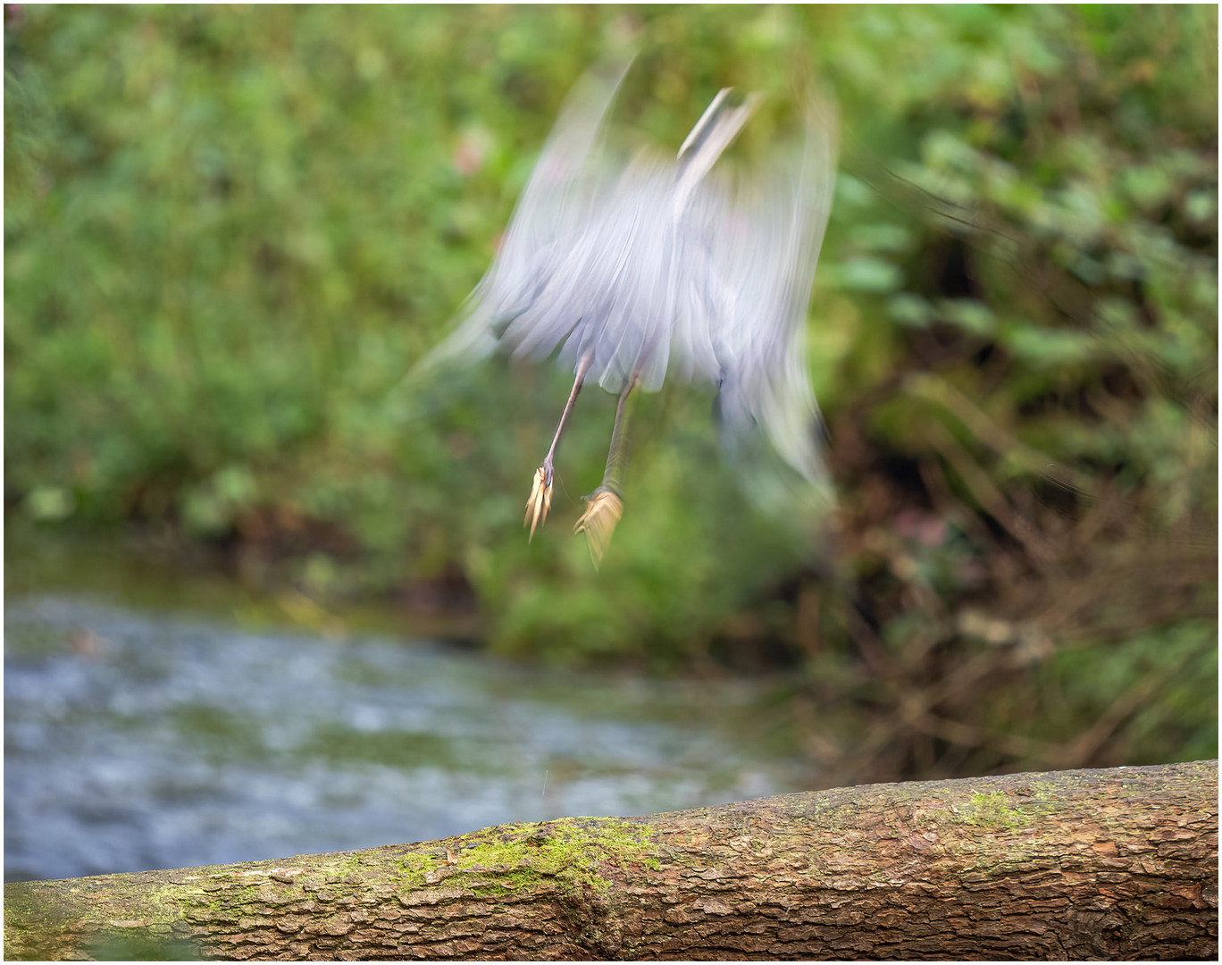 der abflug des graureihers....