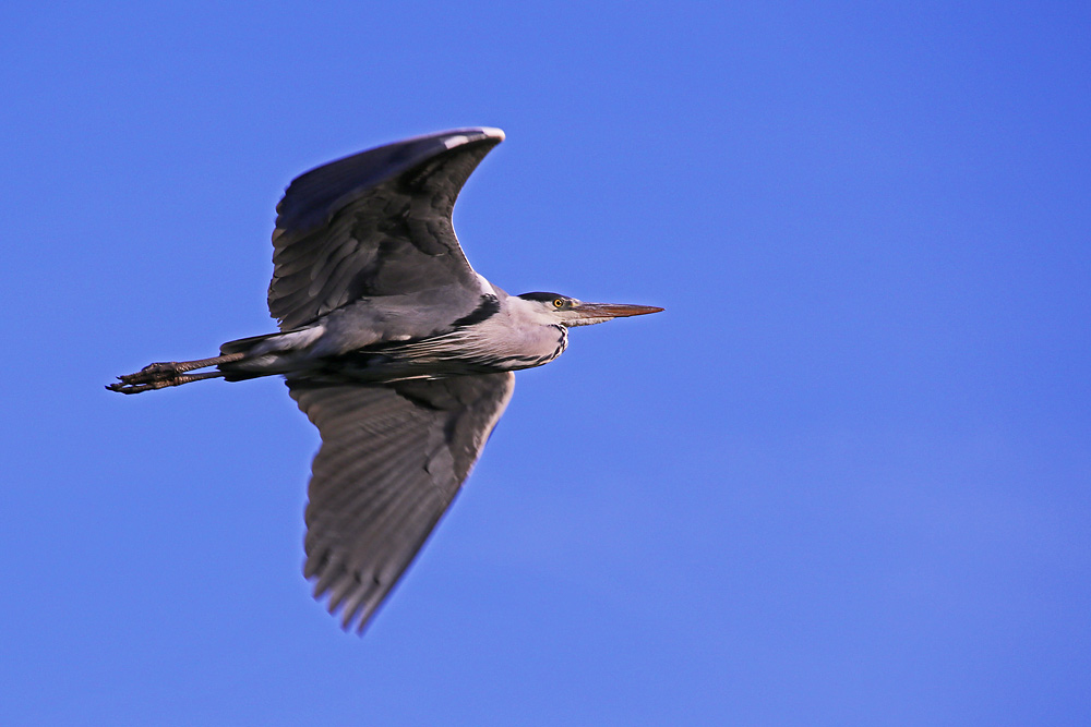 der Abflug des Graureihers........