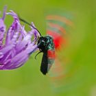 Der Abflug des Sechsfleckwidderchen . . .