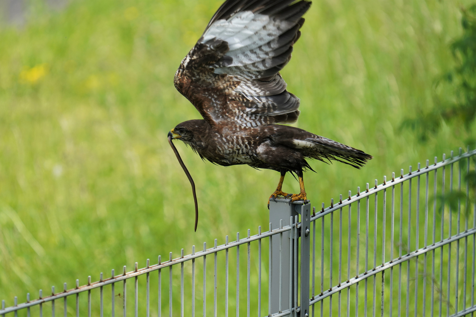 Der Abflug  Mäusebussard mit Beute 2