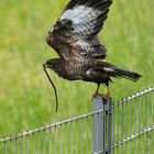 Der Abflug  Mäusebussard mit Beute 2