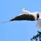 Der Abflug vom Graureiher