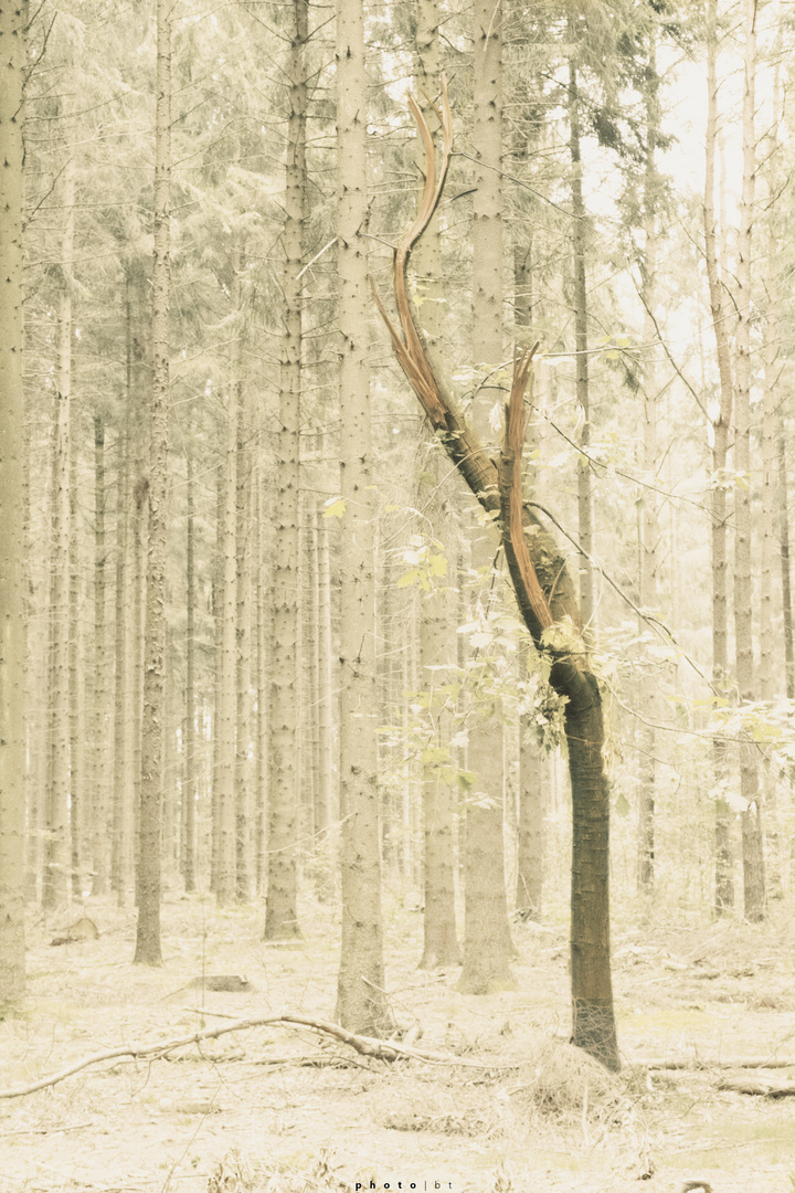 der abgebrochene baum