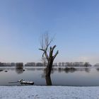 Der abgestorbene Baum