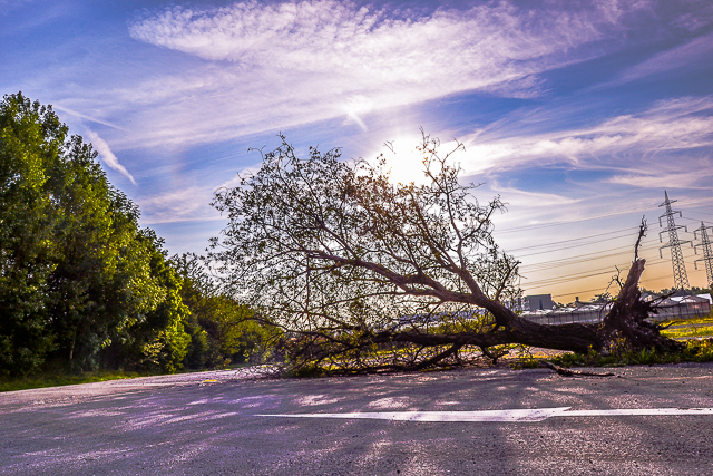 Der abgestoßene Baum