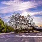 Der abgestoßene Baum