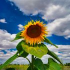 Der Abschied vom Sommer, mein Mittwochsblümchen