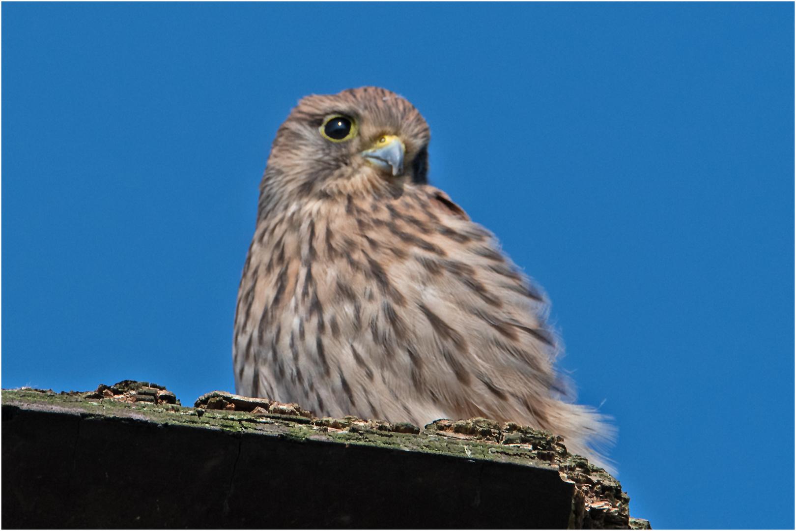 Der Abschiedsblick - Aus dem Leben der Jungfalken (16) . . .