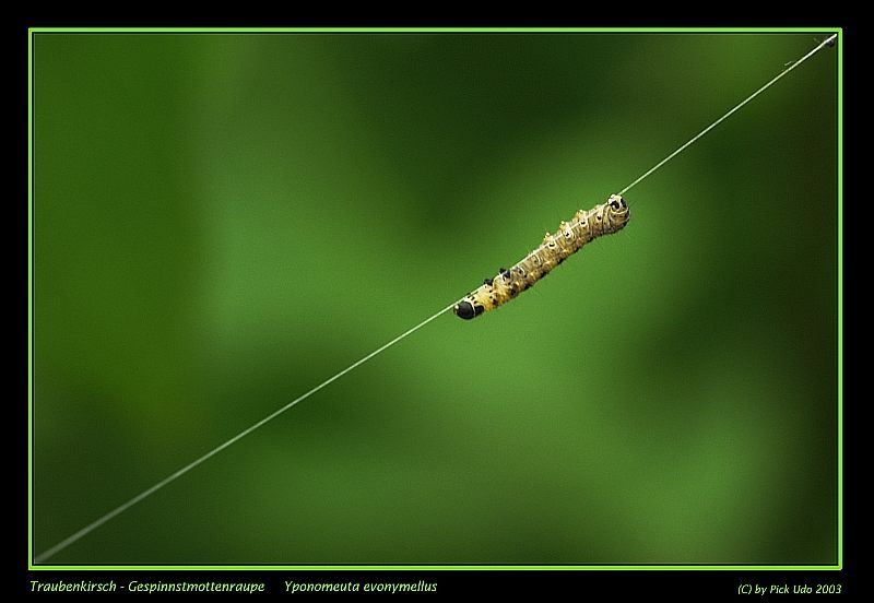 Der Abseiler der Woche