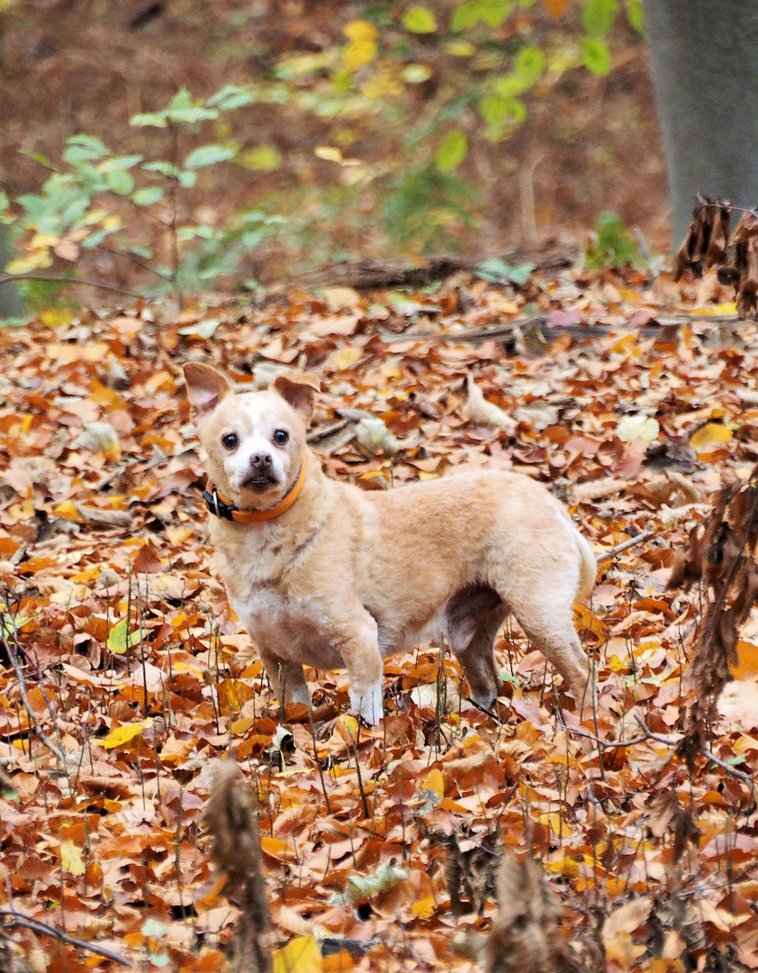 Der absolute Herbst Typ ...