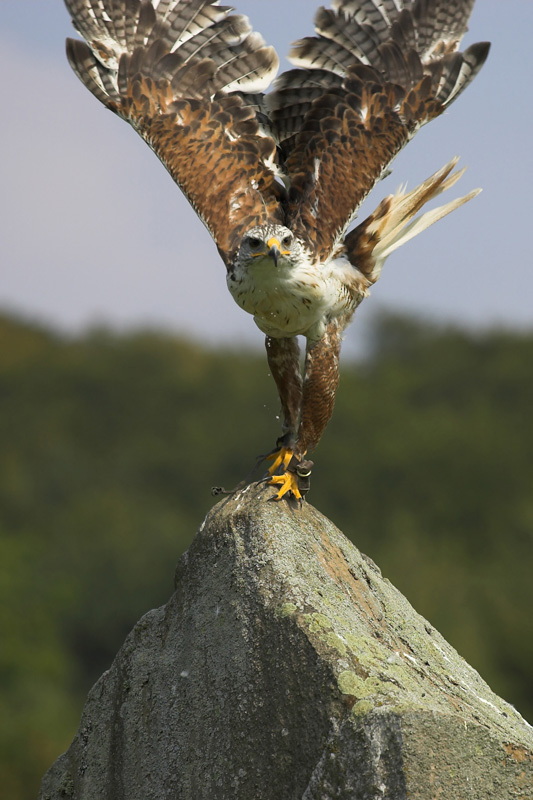 der Absprung, Königsrauhfußbussard