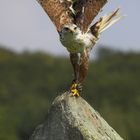 der Absprung, Königsrauhfußbussard