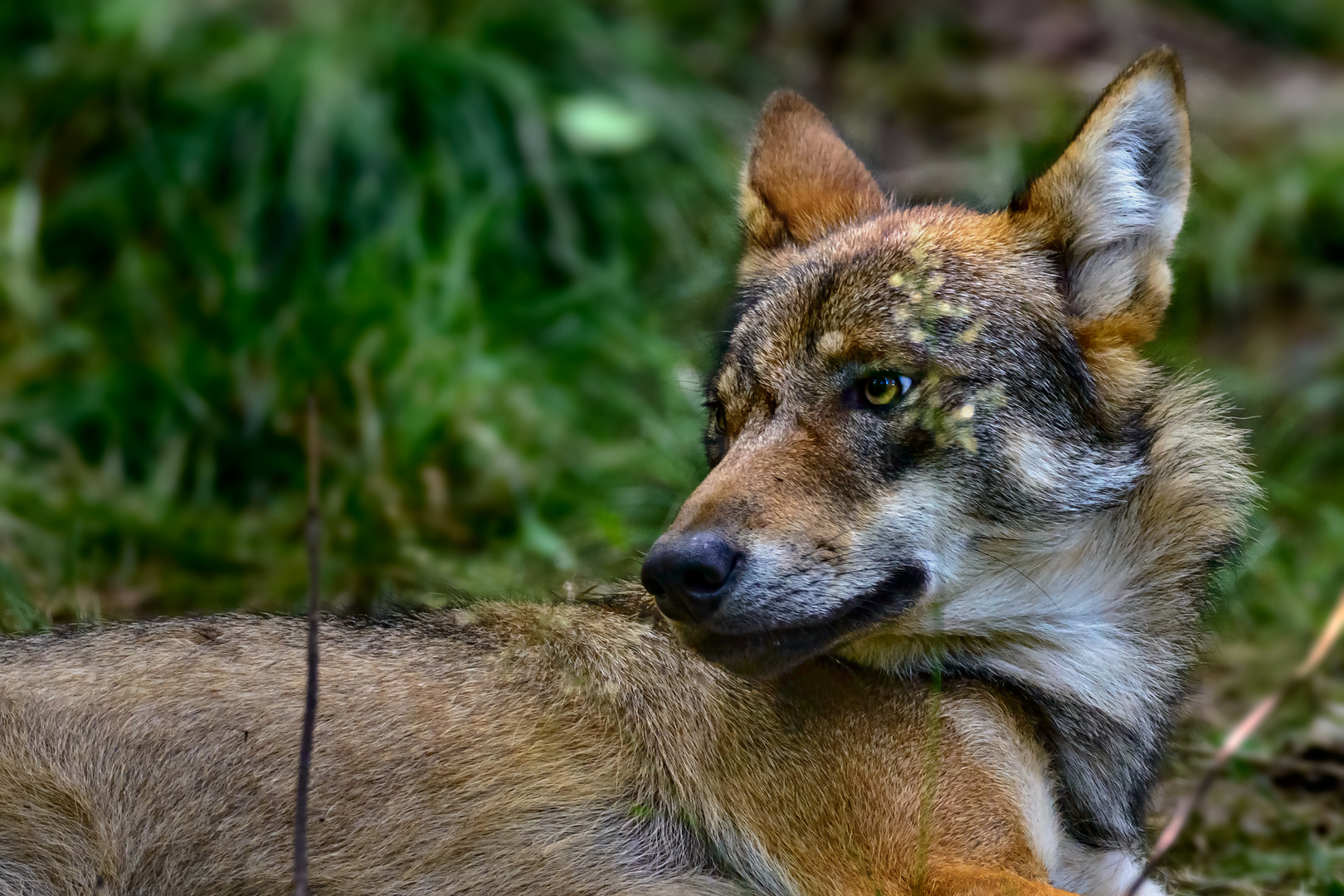 "Der ach so böse Wolf"