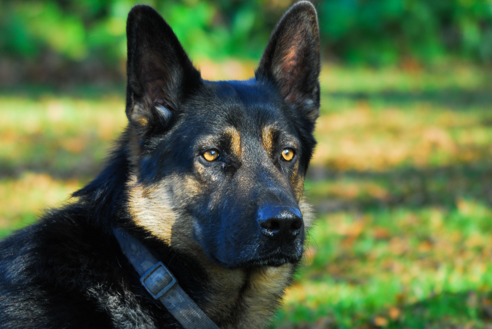 Der achtsame Schäferhund