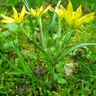 Der Acker-Goldstern (Gagea villosa)