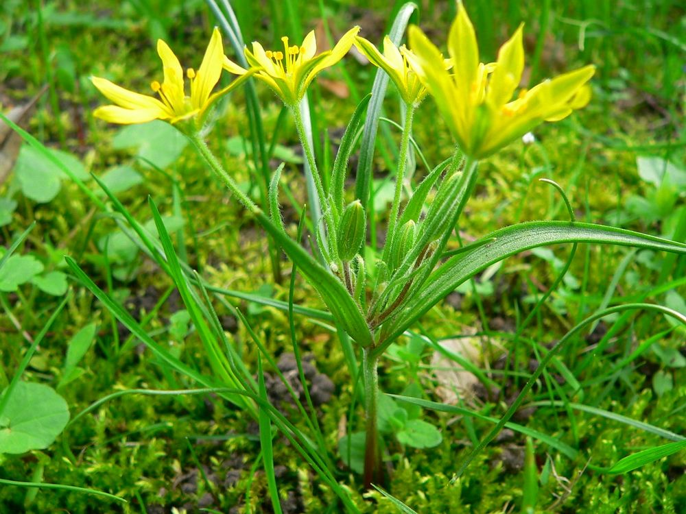 Der Acker-Goldstern (Gagea villosa)