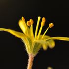 Der Acker-Goldstern (Gagea villosa)