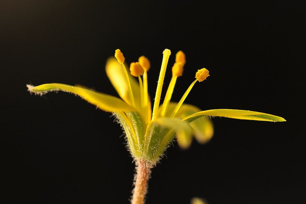 Der Acker-Goldstern (Gagea villosa)