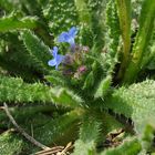 Der Acker- Krummhals (Anchusa arvensis)