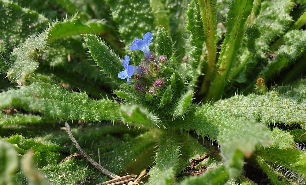 Der Acker- Krummhals (Anchusa arvensis)