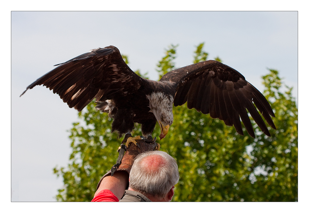 Der Adler...