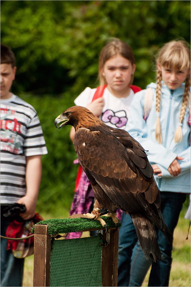 Der Adler