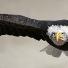 Der Adler