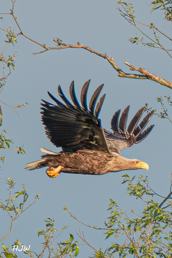 Der Adler 