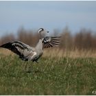 Der Adler... ähm ... Kranich ist gelandet.