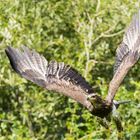 Der Adler am Start zur Jagd